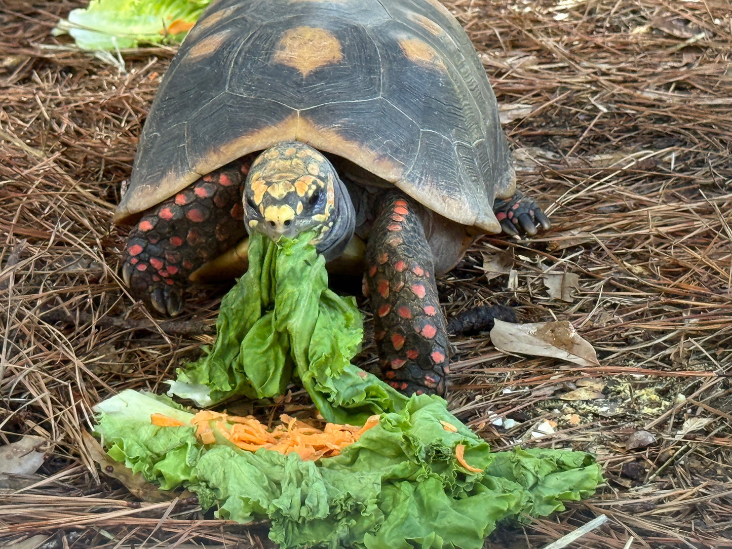 Darwin- Red-Footed Tortoise Sponsorship