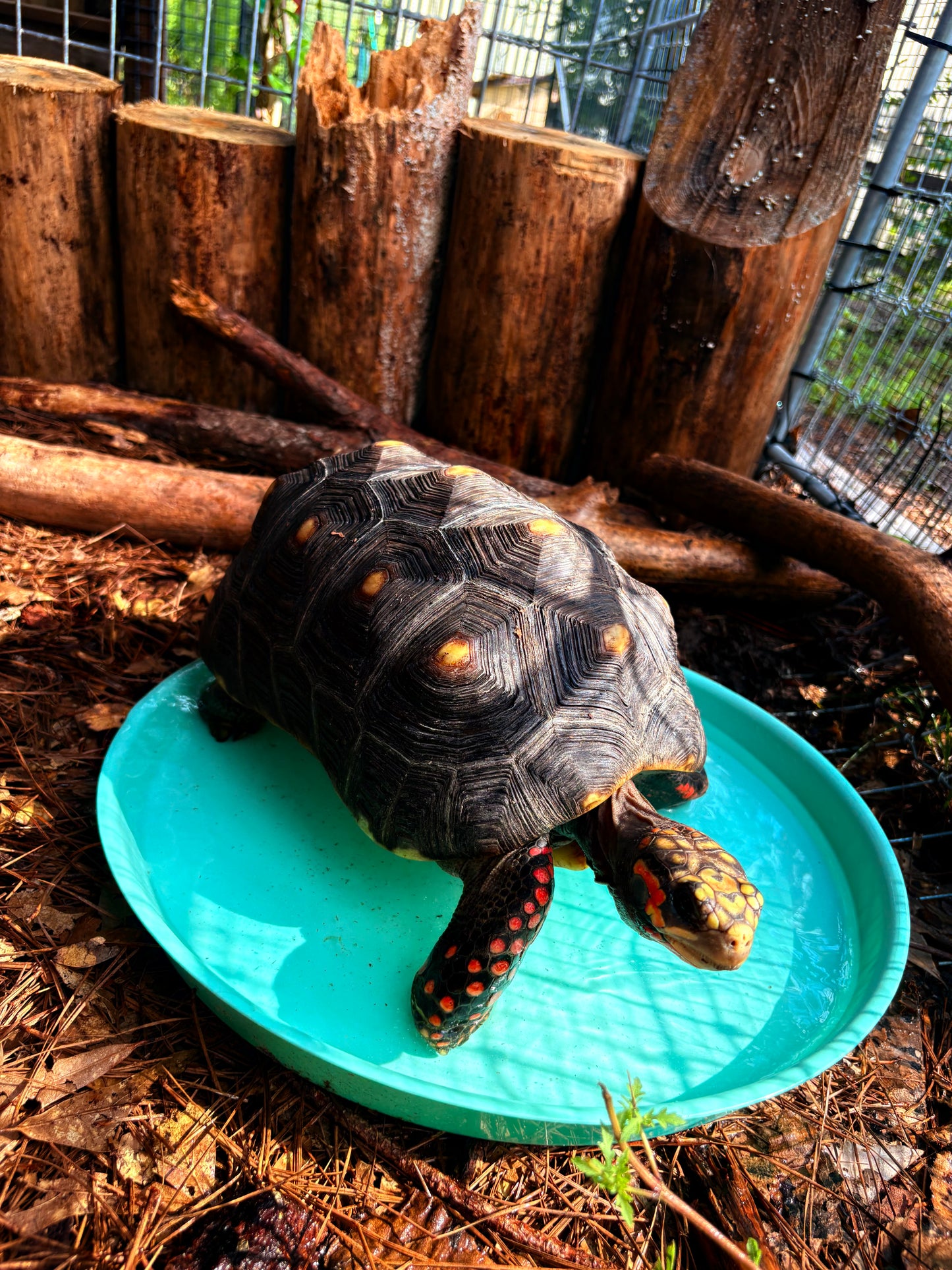 Promise- Red-Footed Tortoise Sponsorship