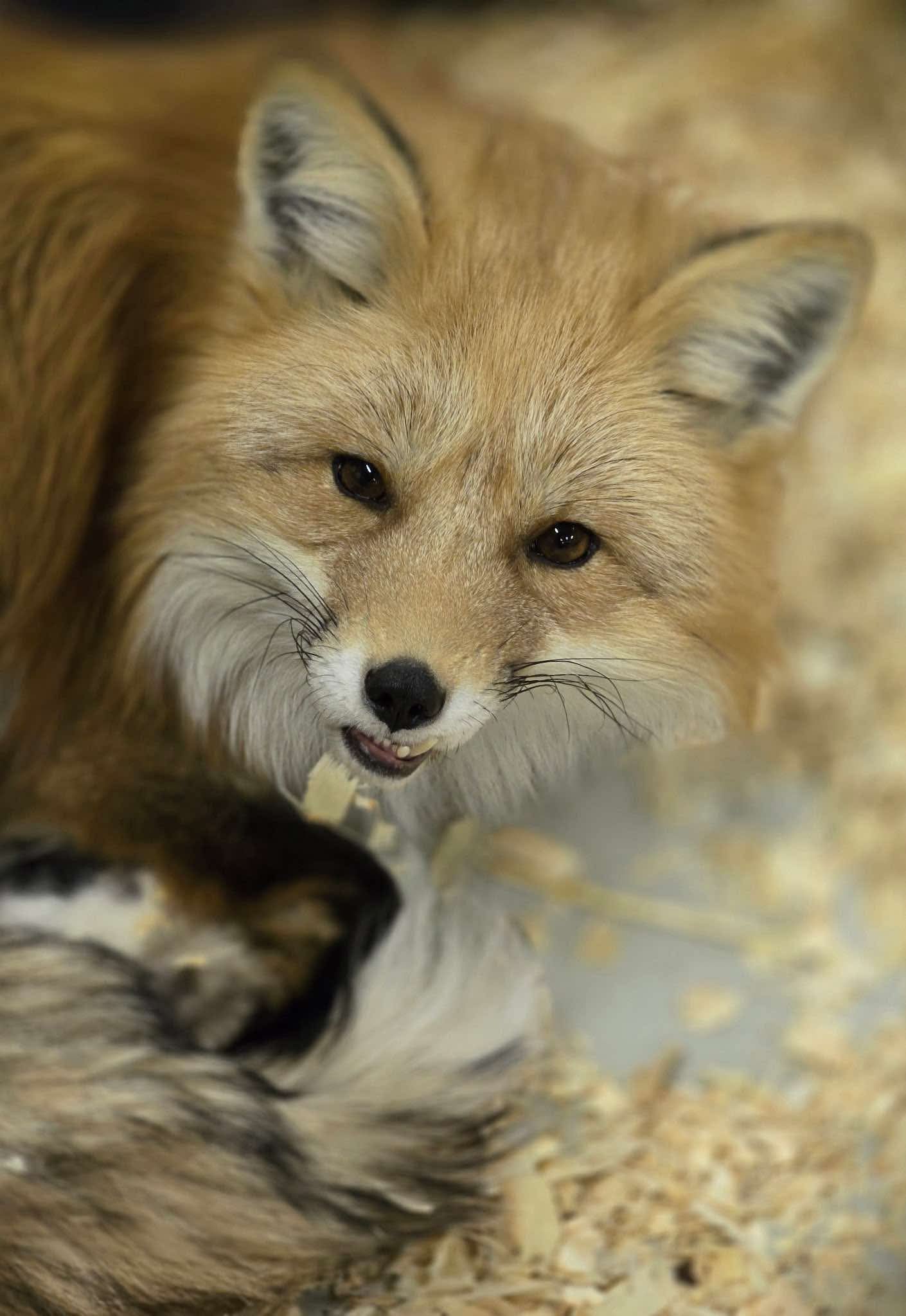 For Fox Sake Campaign Sponsorship