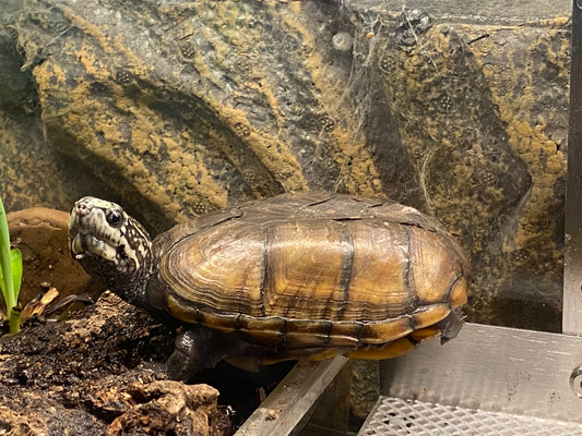 Taco the Mud Turtle Sponsorship