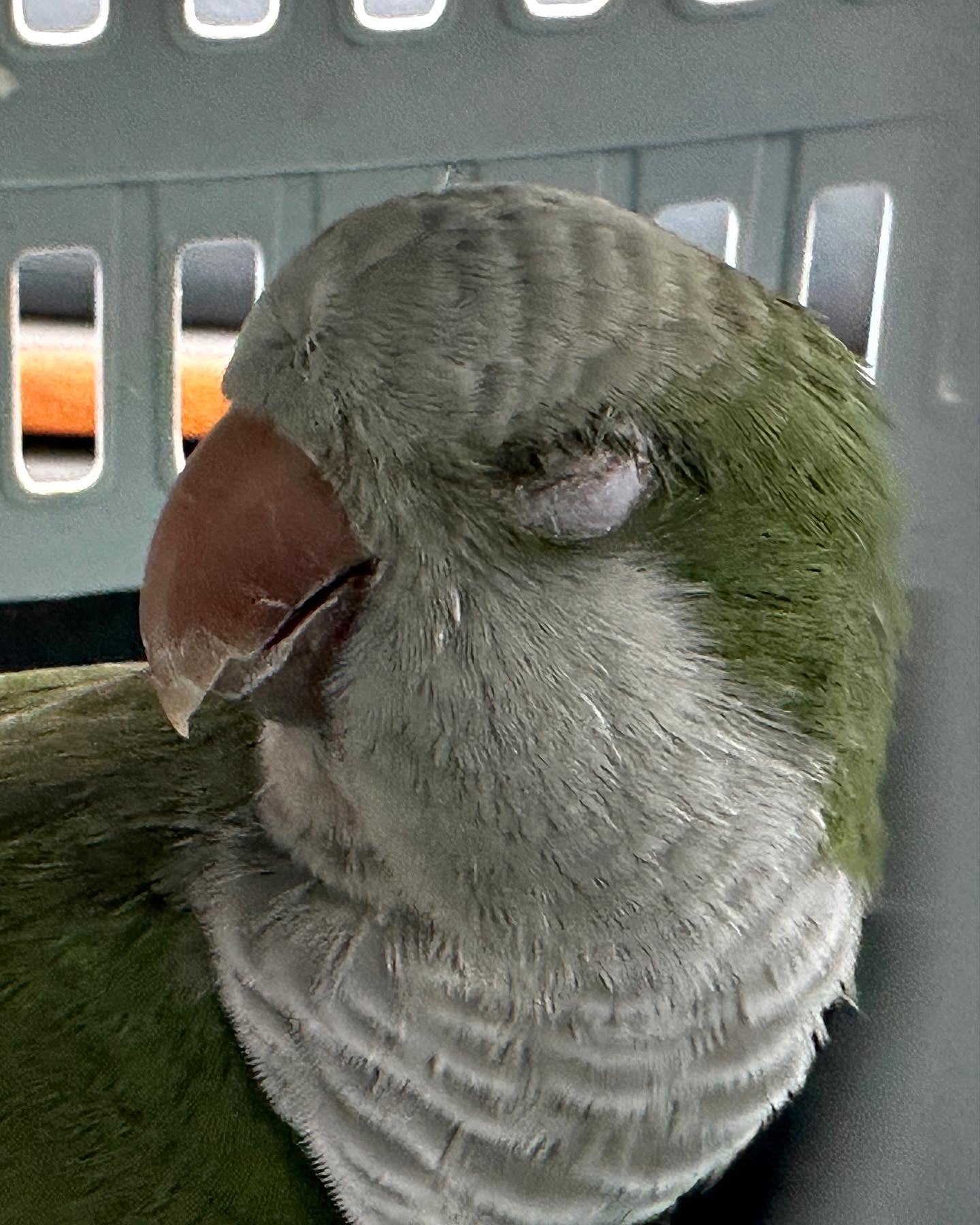 Olive the Quaker Parrot Sponsorship