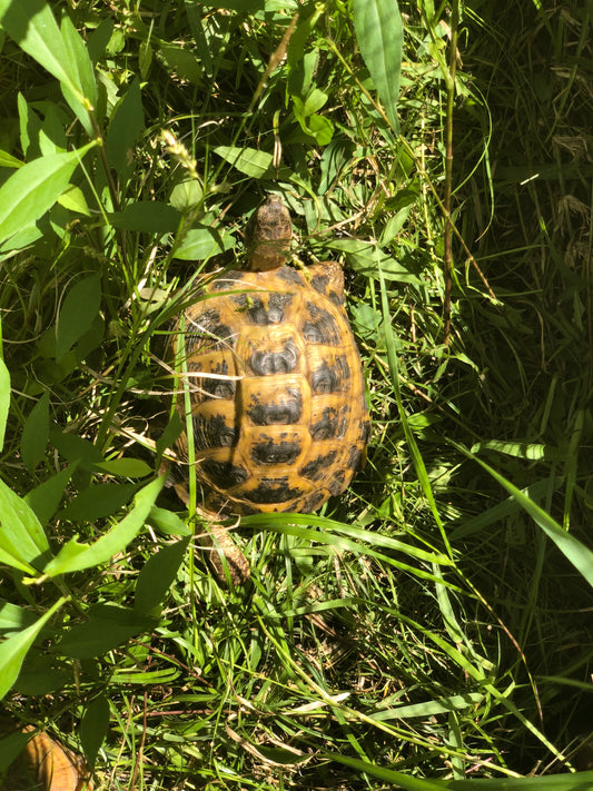 Tiffany- Russian Tortoise Sponsorship