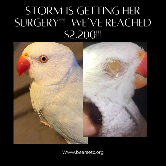 Storm the Ring-Necked Parrot Sponsorship