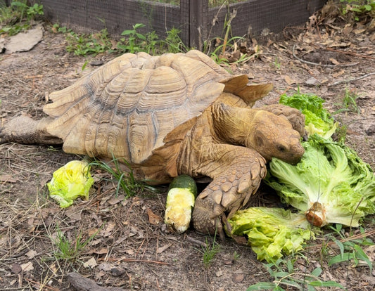 Tortillini the Tortoise Sponsorship