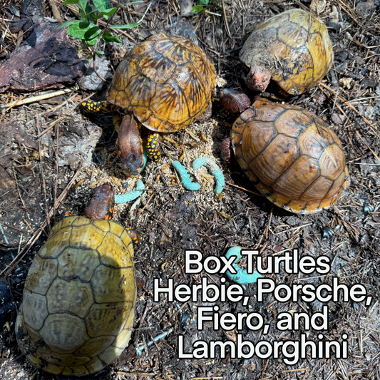 Box Turtle Sponsorship