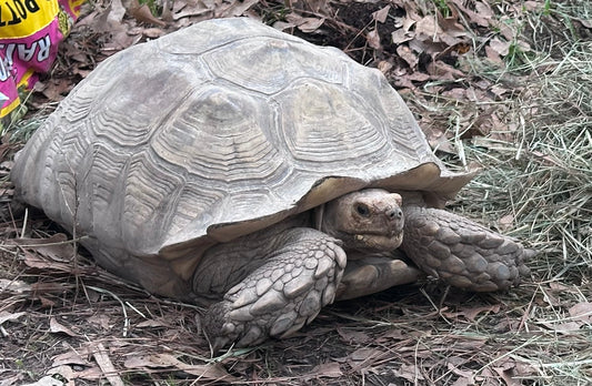 Tator Tort the Tortoise Sponsorship