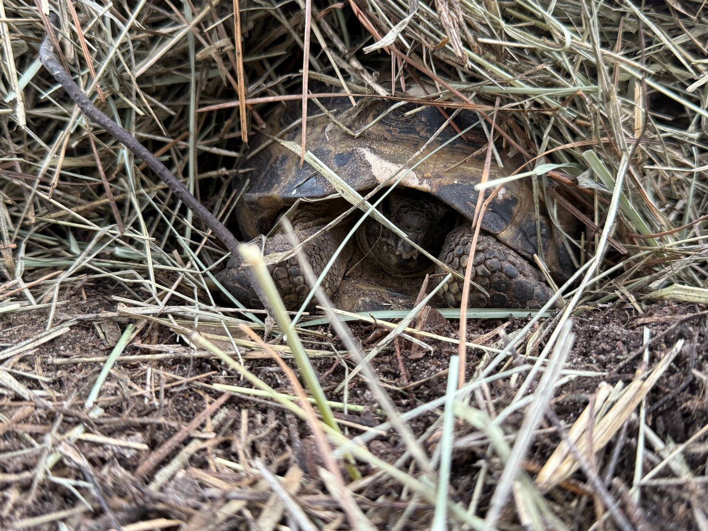 Borris-Russian Tortoise Sponsorship