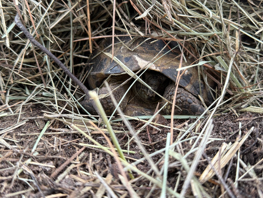 Borris-Russian Tortoise Sponsorship