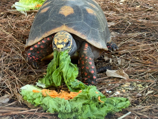 Darwin- Red-Footed Tortoise Sponsorship