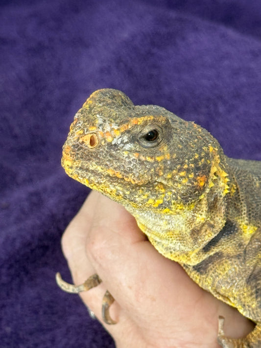 Sheldon-Mali Uromastyx Sponsorship
