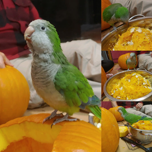 Hei Hei the Quaker Parrot Sponsorship