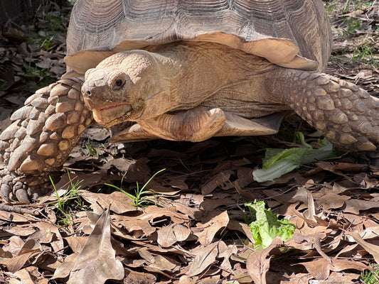 Tortilla the Tortoise Sponsorship