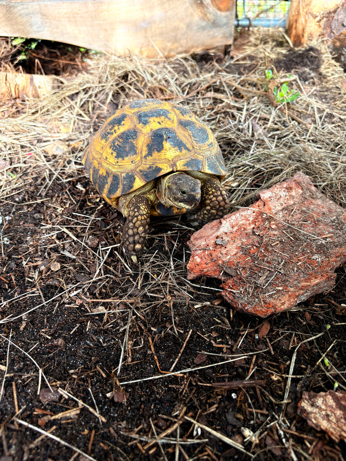 Tuck the Tank- Russian Tortoise Sponsorship