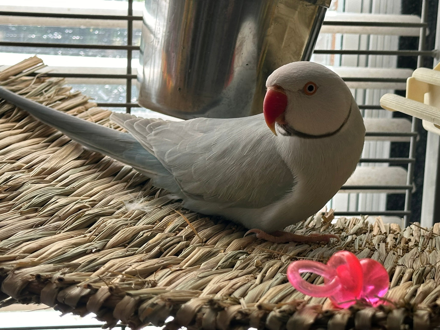 Storm the Ring-Necked Parrot Sponsorship