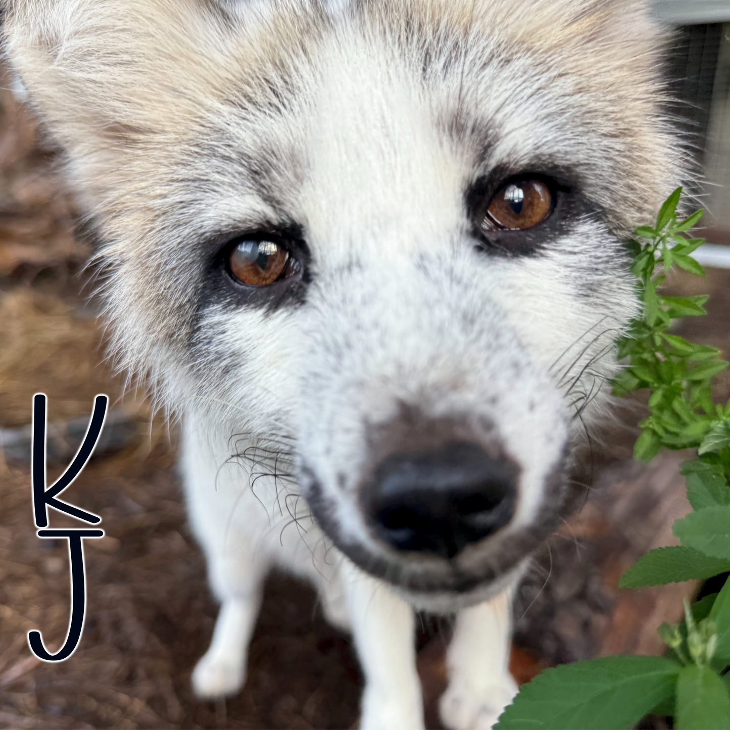 For Fox Sake Campaign Sponsorship