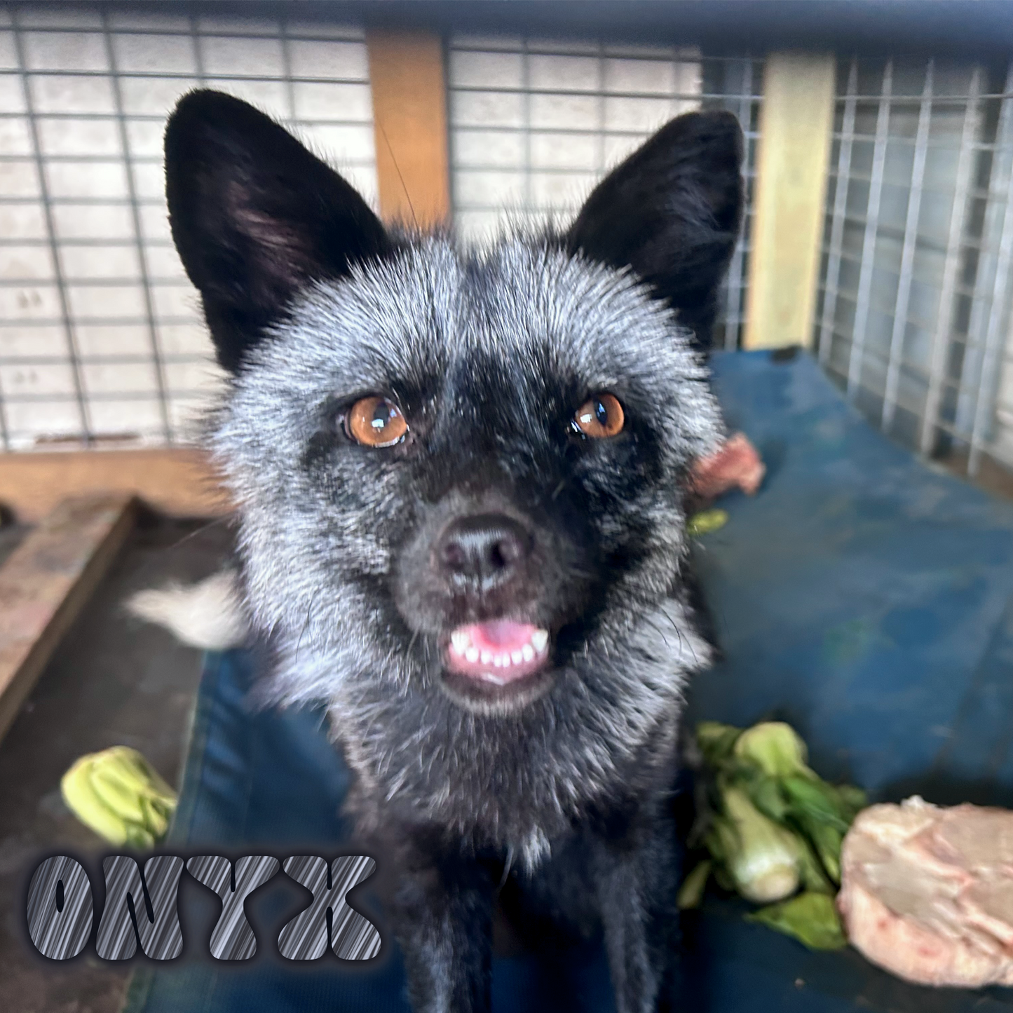 For Fox Sake Campaign Sponsorship