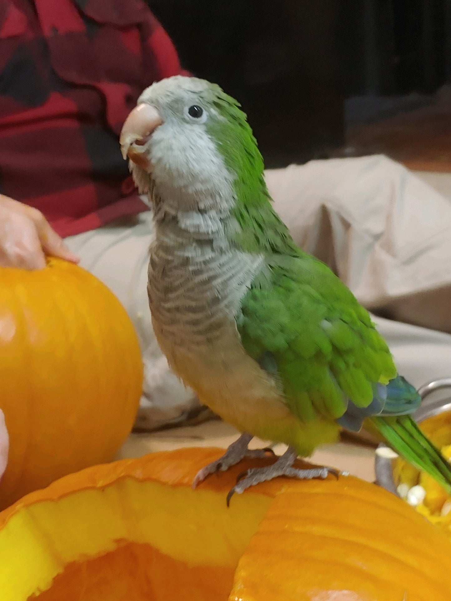 Hei Hei the Quaker Parrot Sponsorship