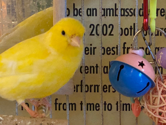 Ellie the Canary Sponsorship