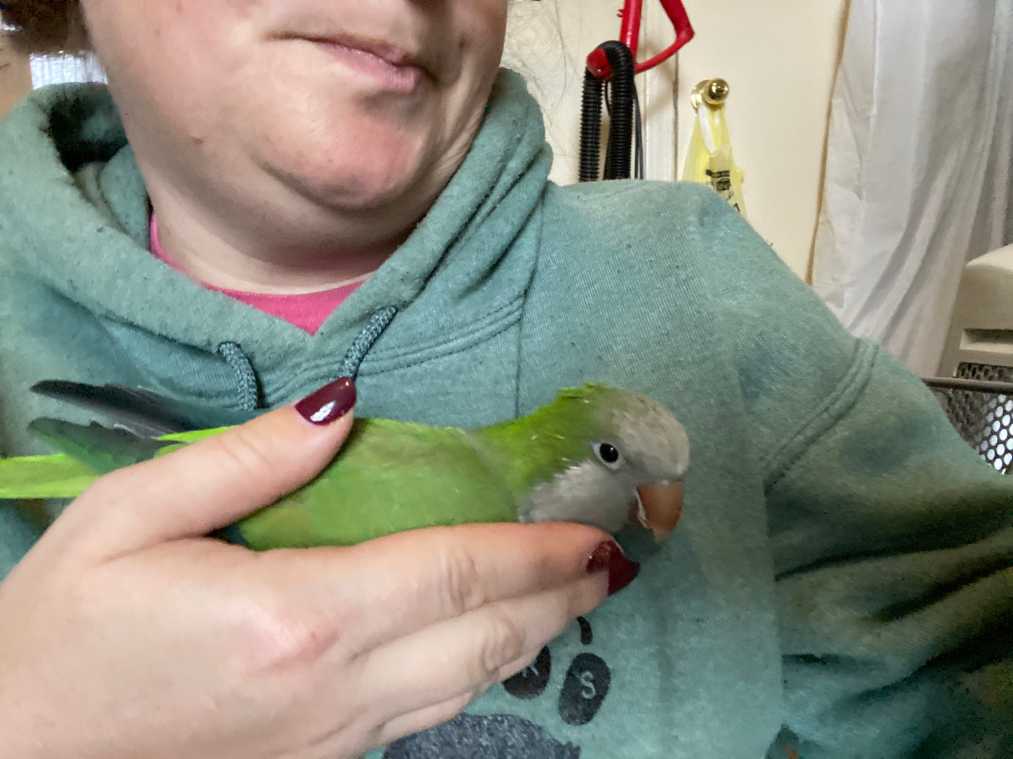 Hei Hei the Quaker Parrot Sponsorship
