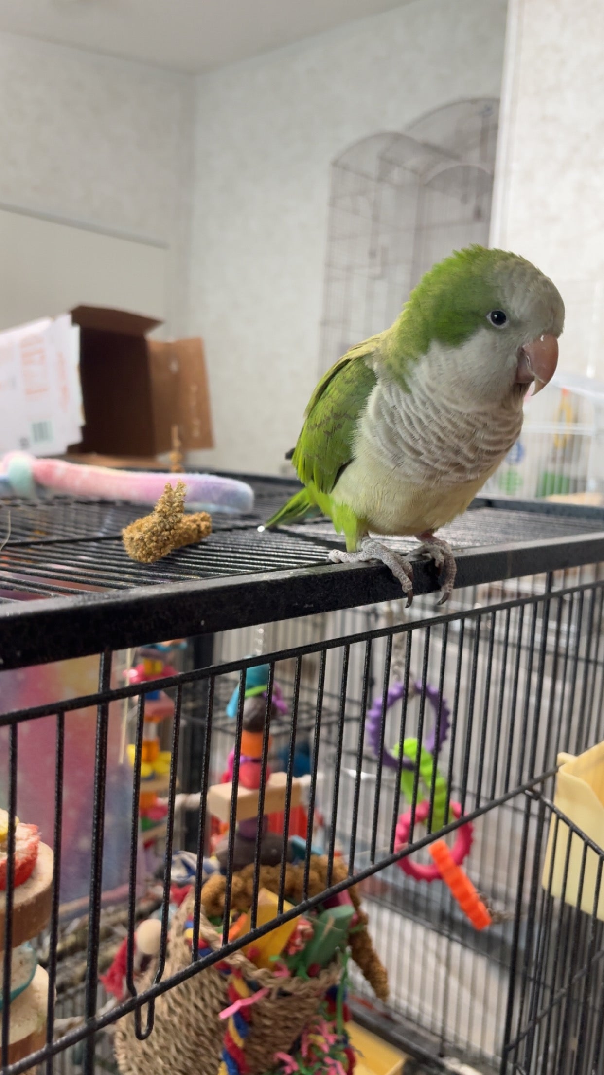 Olive the Quaker Parrot Sponsorship
