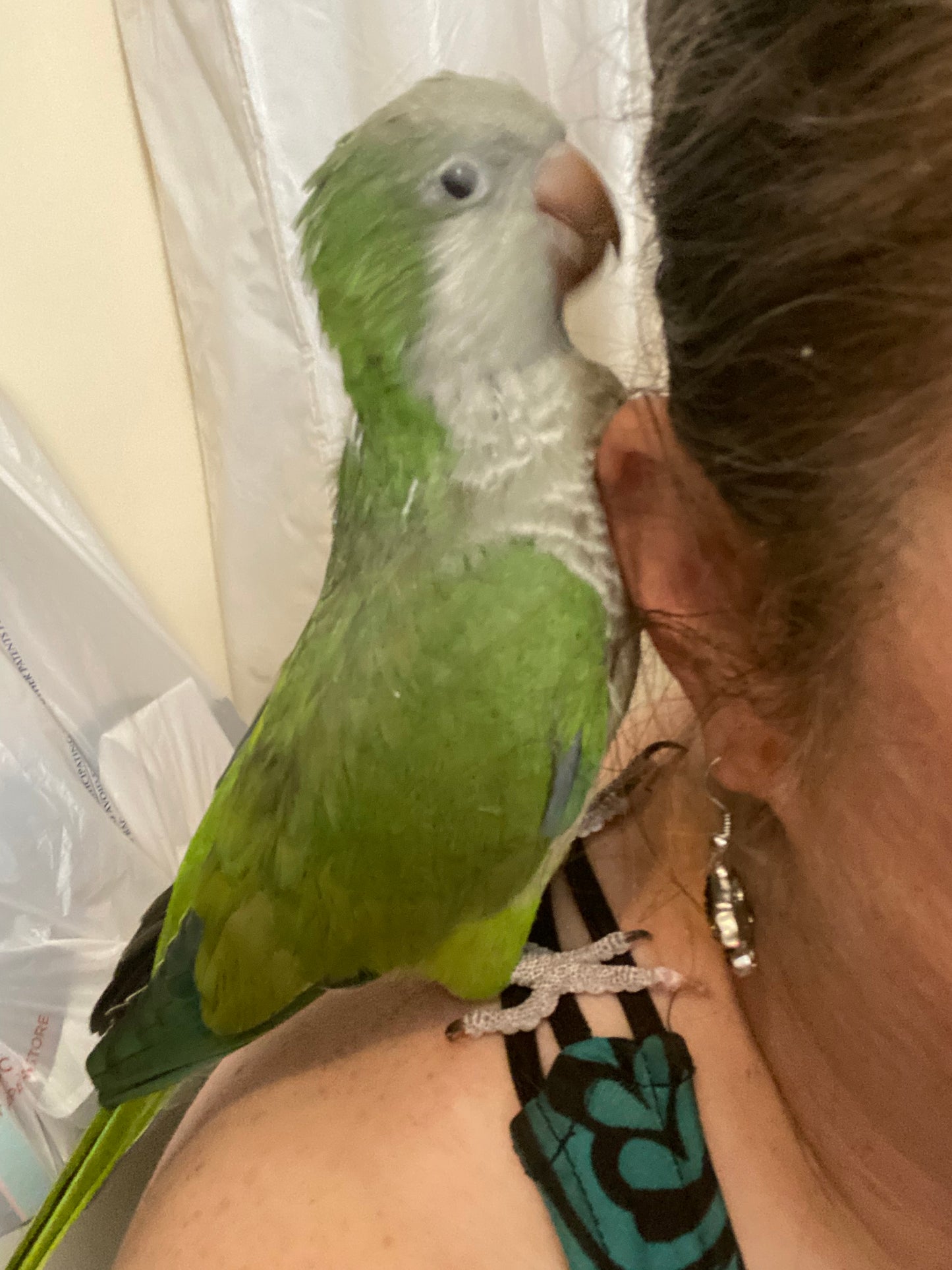 Hei Hei the Quaker Parrot Sponsorship