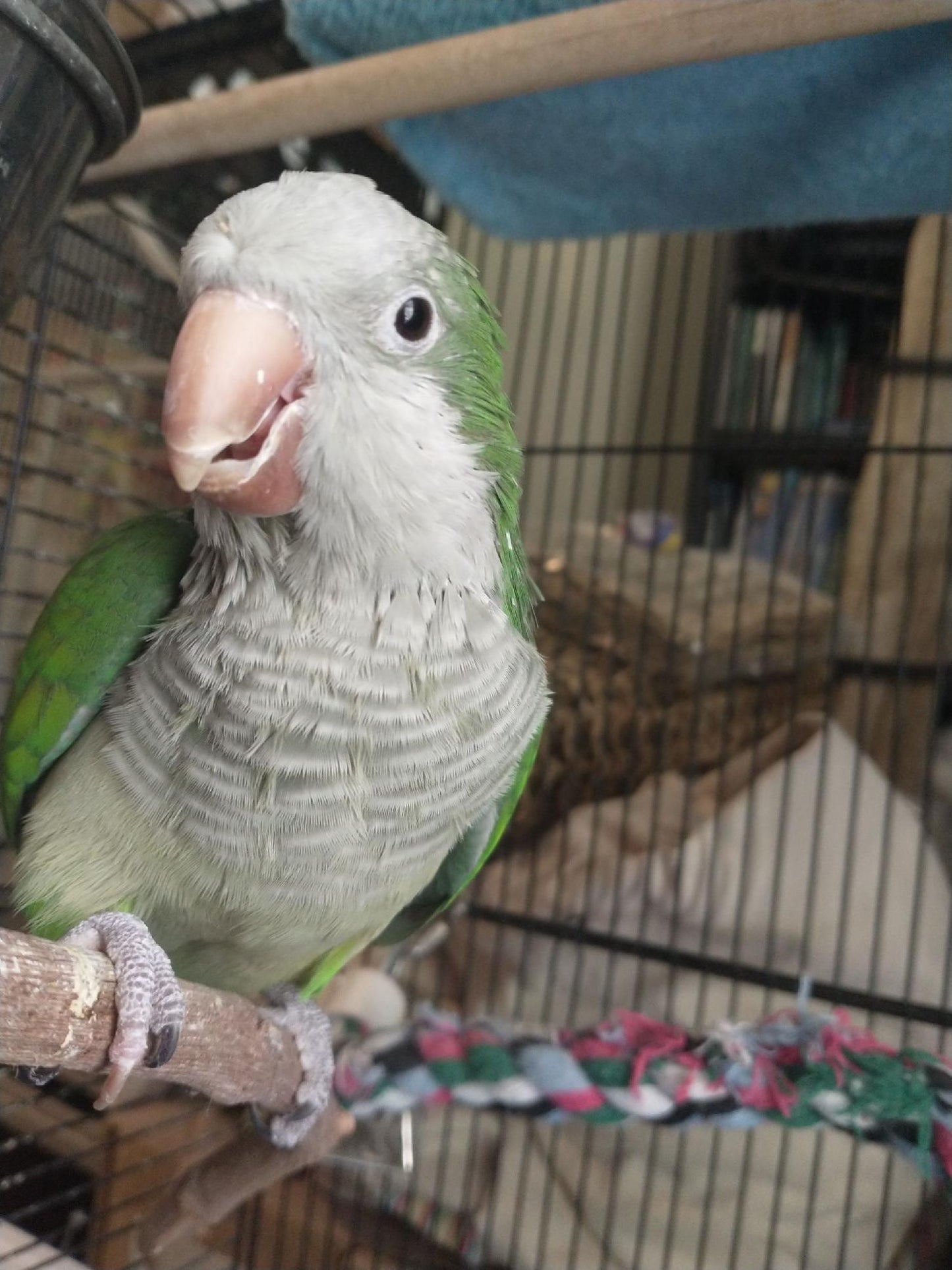 Hei Hei the Quaker Parrot Sponsorship