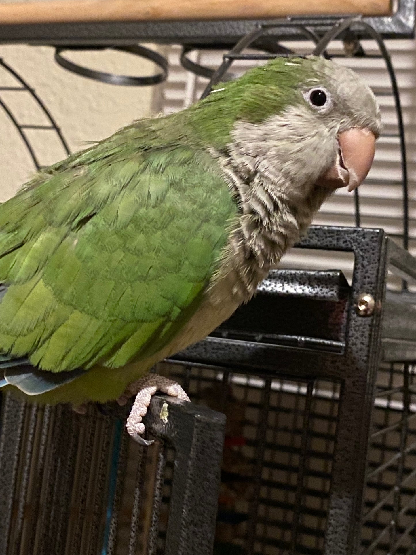 Hei Hei the Quaker Parrot Sponsorship