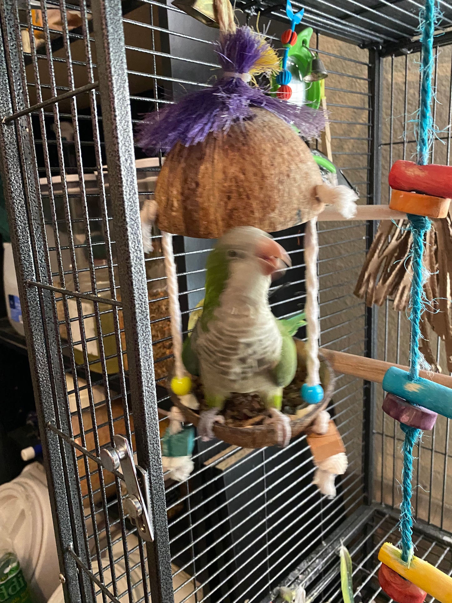 Hei Hei the Quaker Parrot Sponsorship