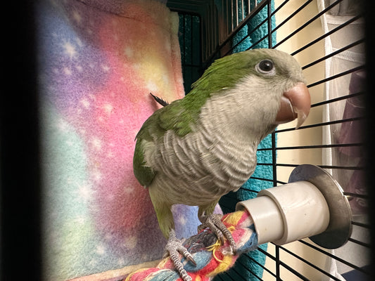 Olive the Quaker Parrot Sponsorship