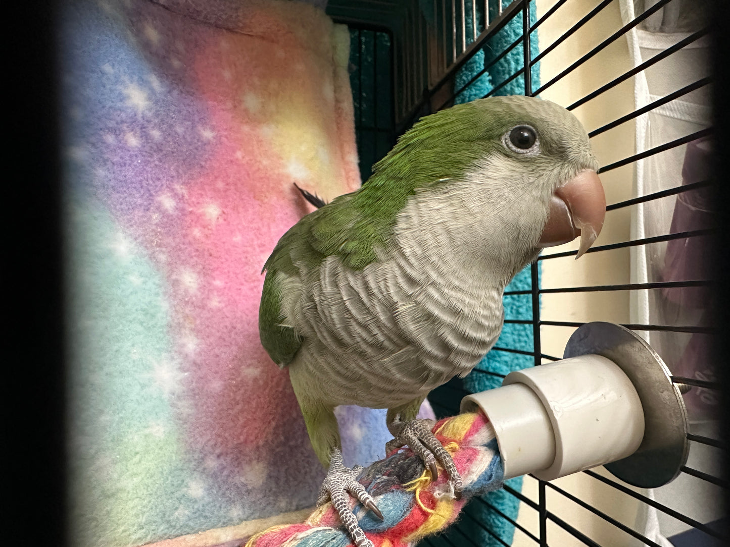 Olive the Quaker Parrot Sponsorship