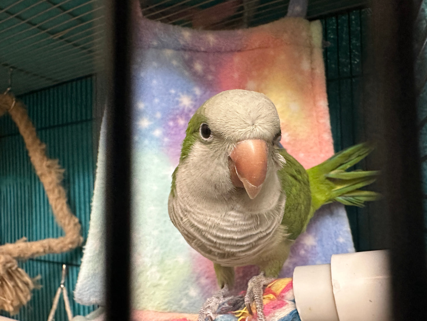 Olive the Quaker Parrot Sponsorship