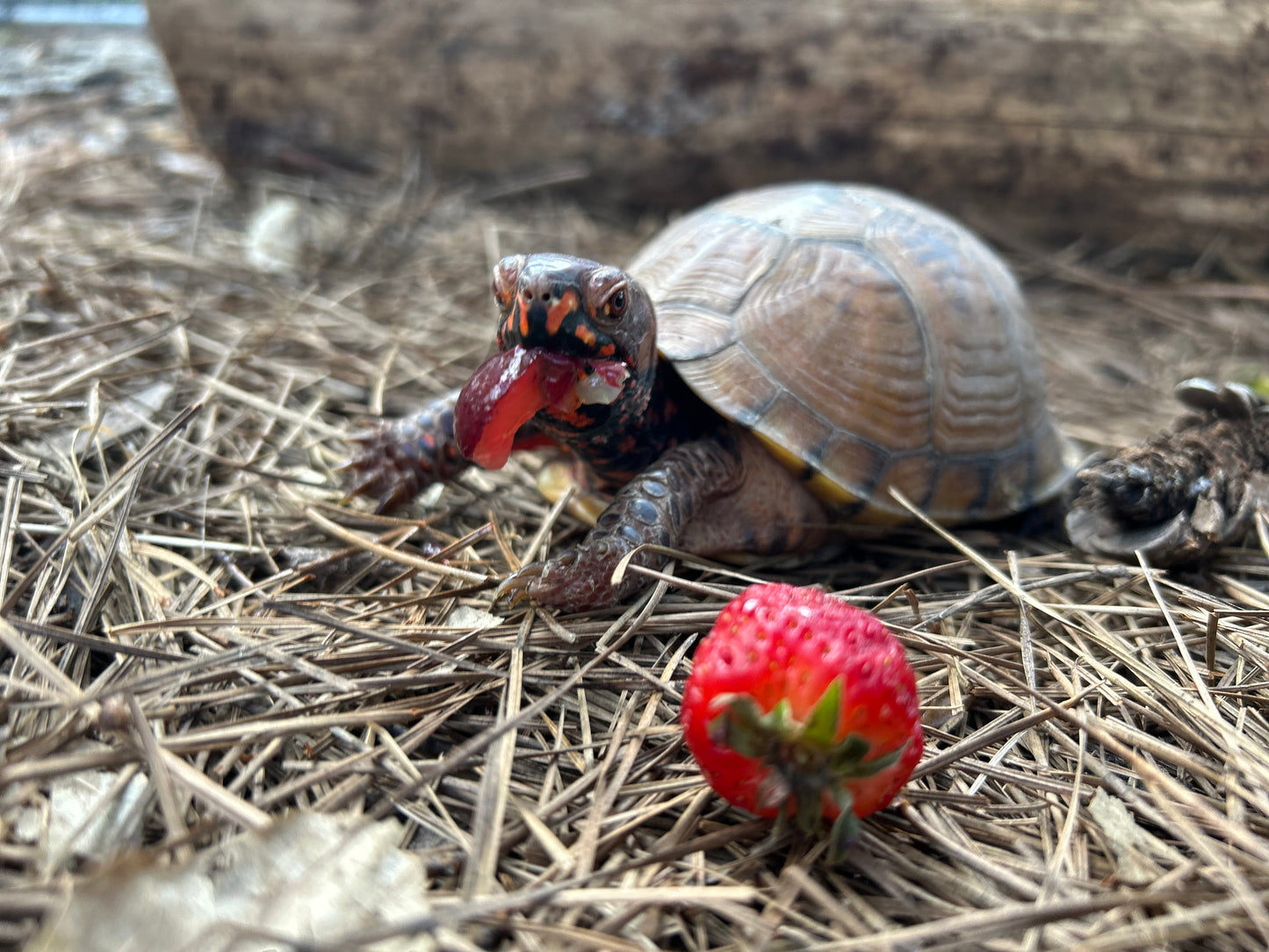 Box Turtle Sponsorship