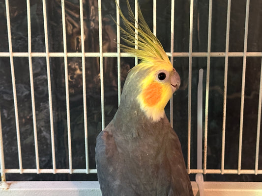 Cowboy the Cockatiel Sponsorship