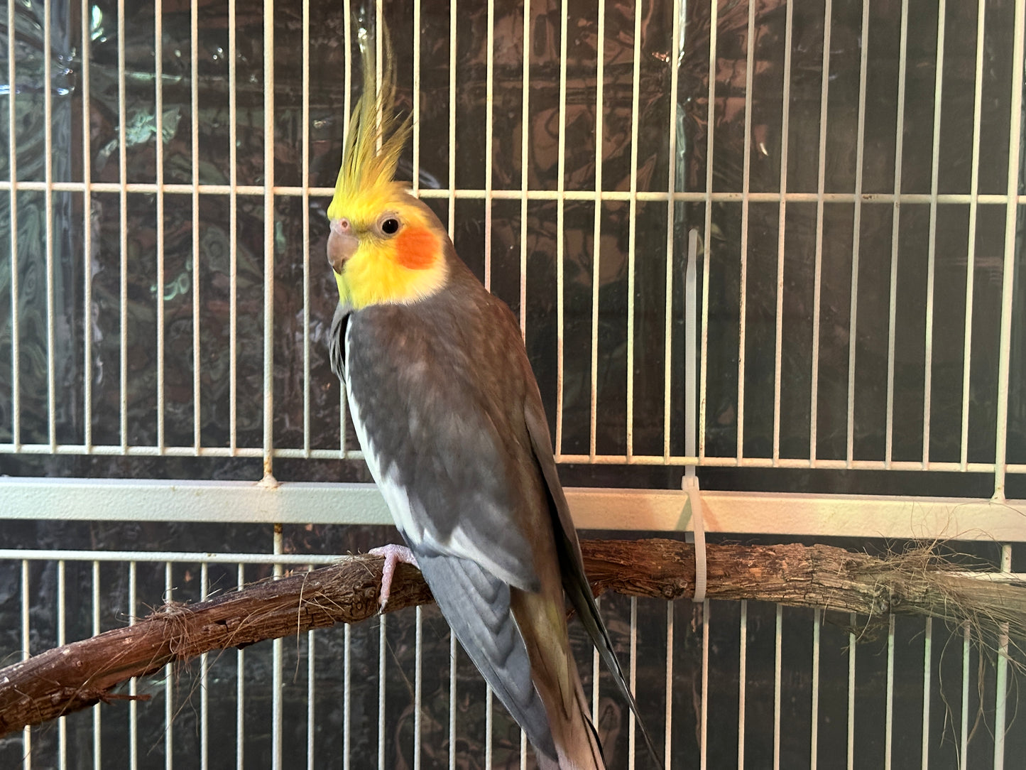 Cowboy the Cockatiel Sponsorship