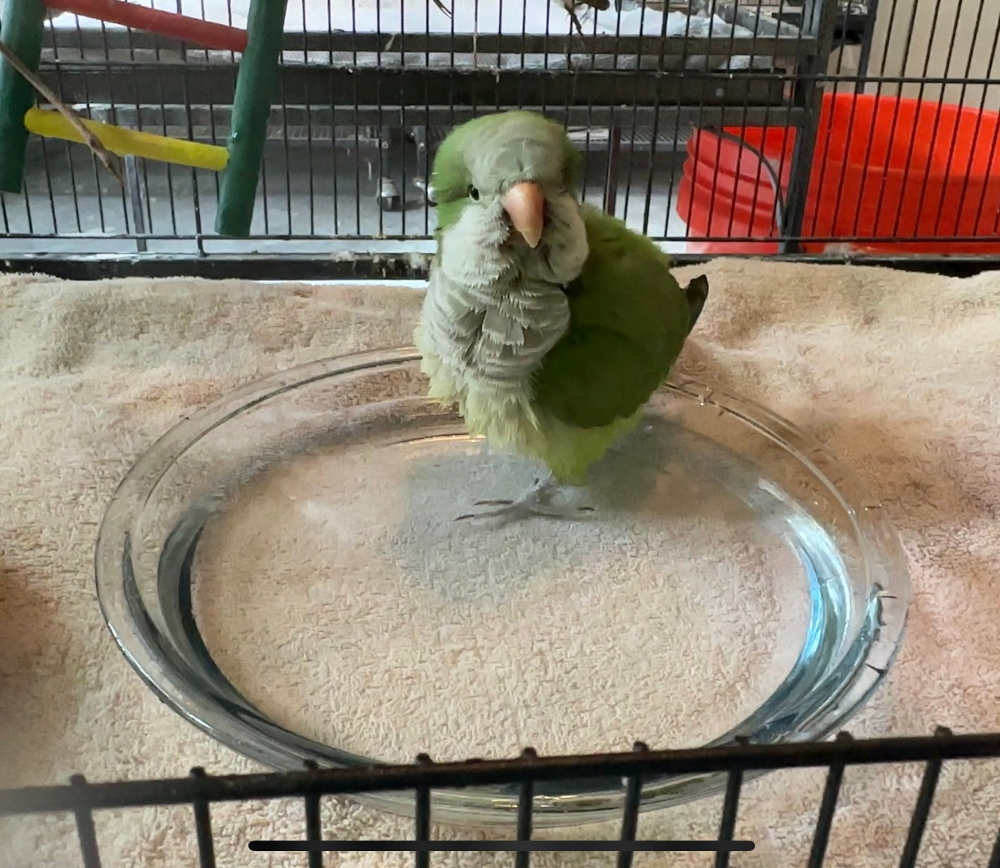 Olive the Quaker Parrot Sponsorship