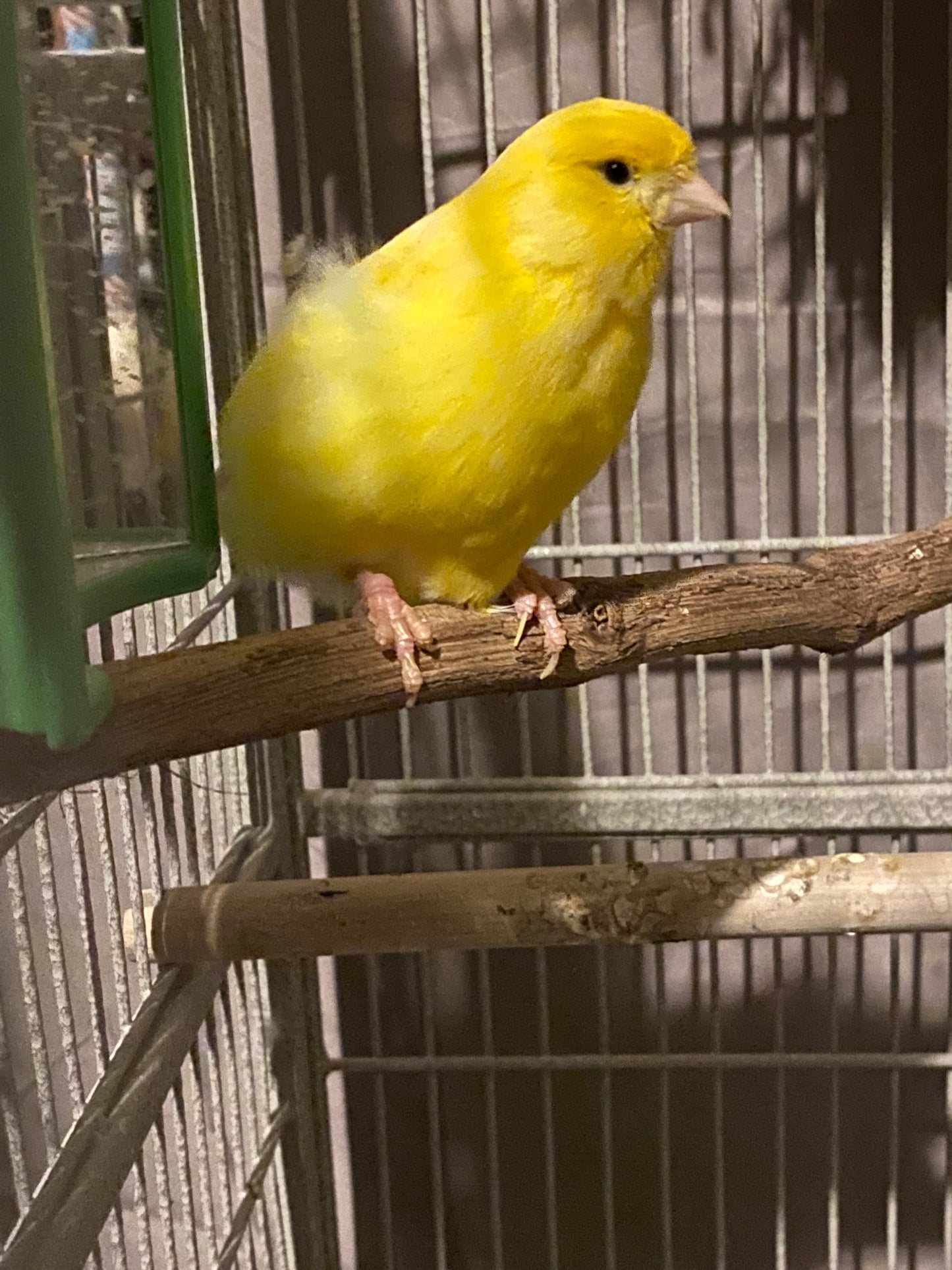 Ellie the Canary Sponsorship
