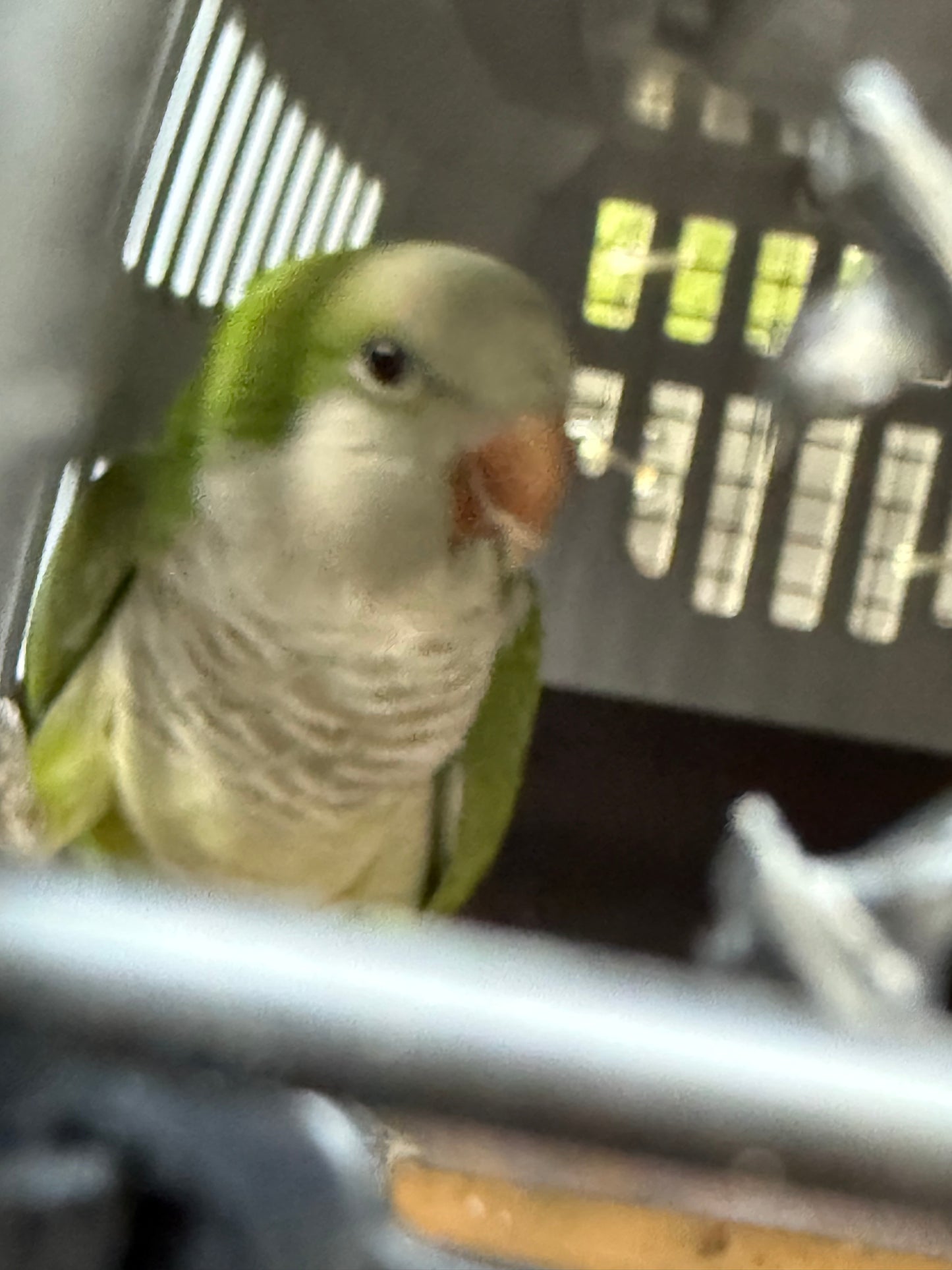 Olive the Quaker Parrot Sponsorship