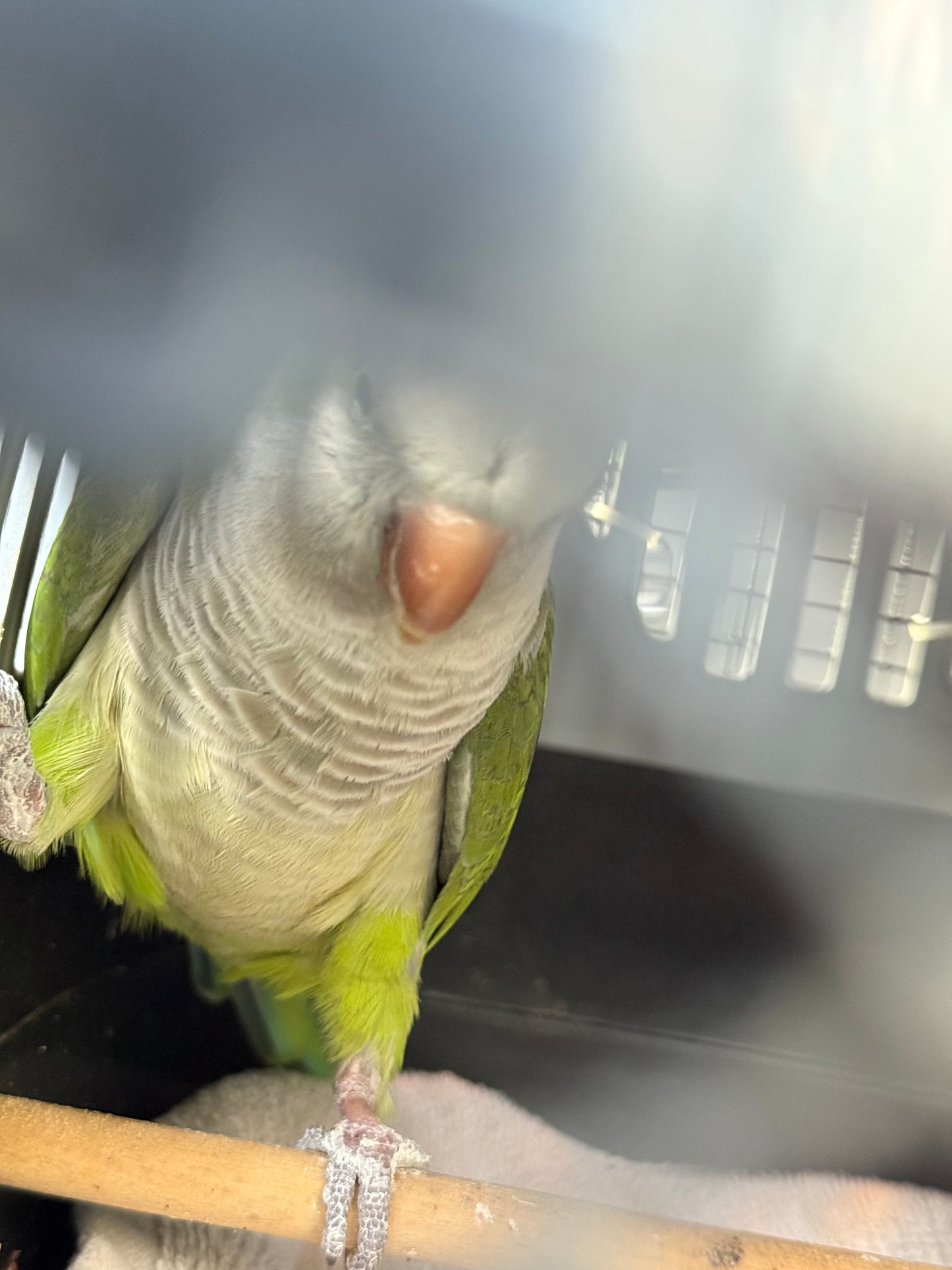 Olive the Quaker Parrot Sponsorship