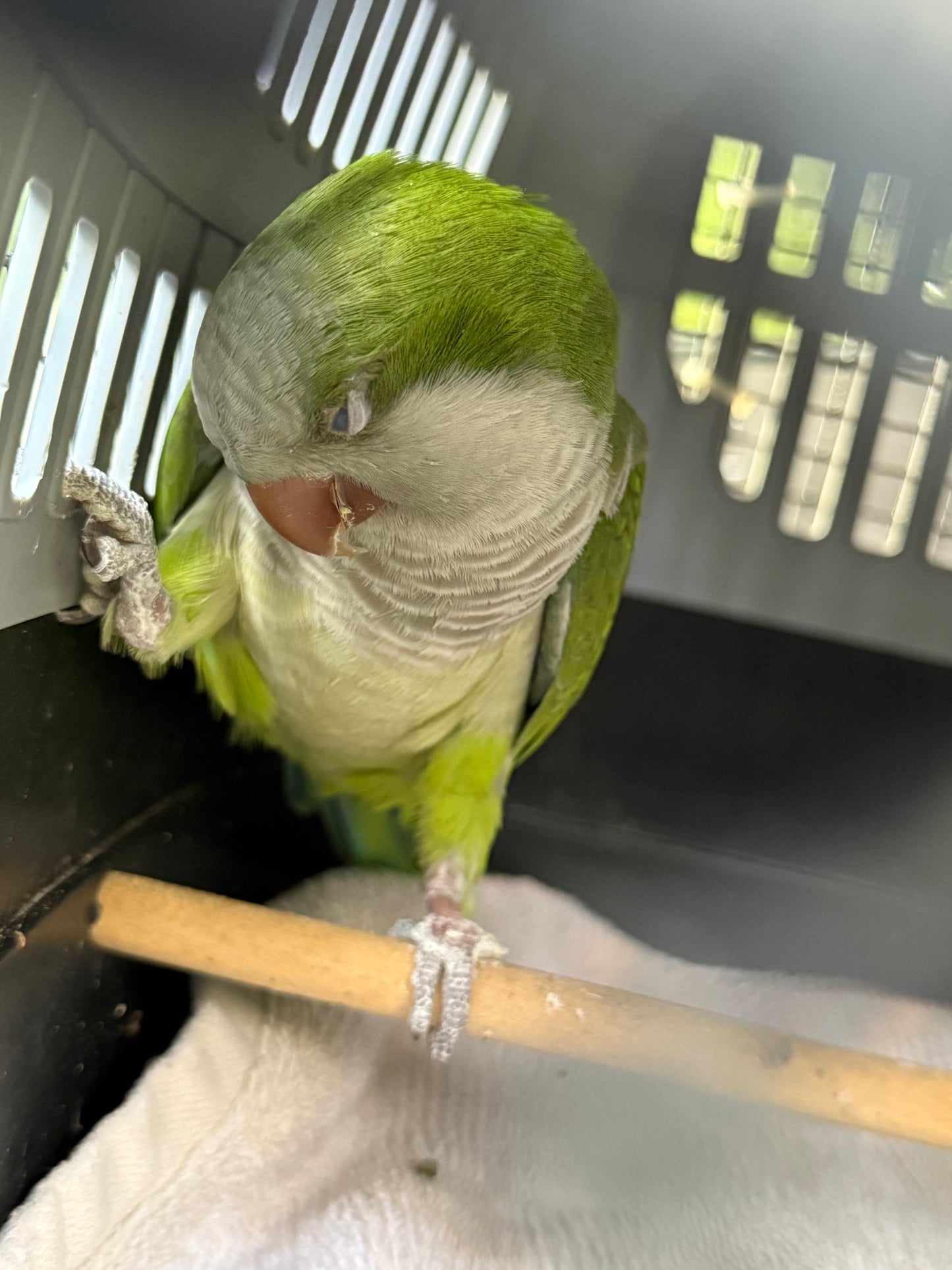 Olive the Quaker Parrot Sponsorship