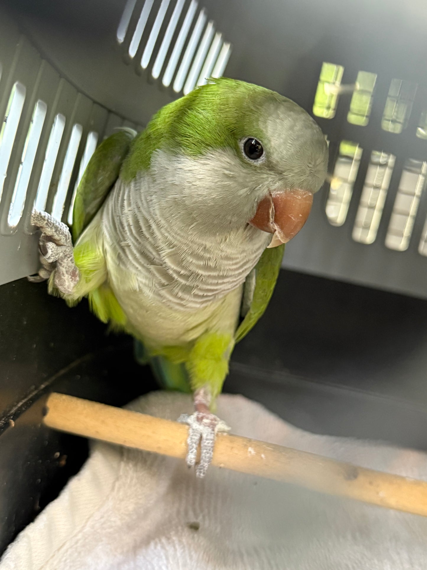 Olive the Quaker Parrot Sponsorship