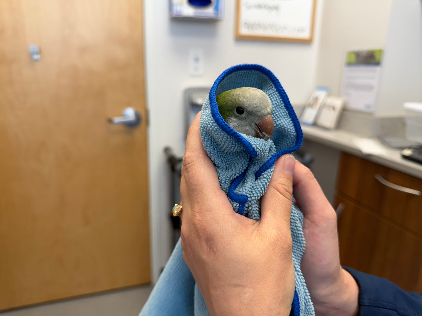 Olive the Quaker Parrot Sponsorship