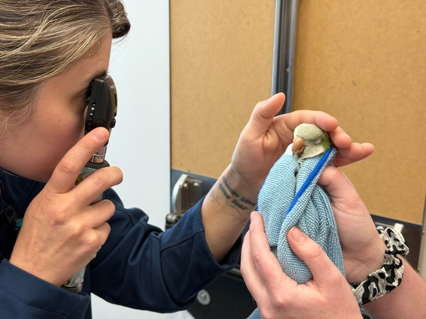 Olive the Quaker Parrot Sponsorship