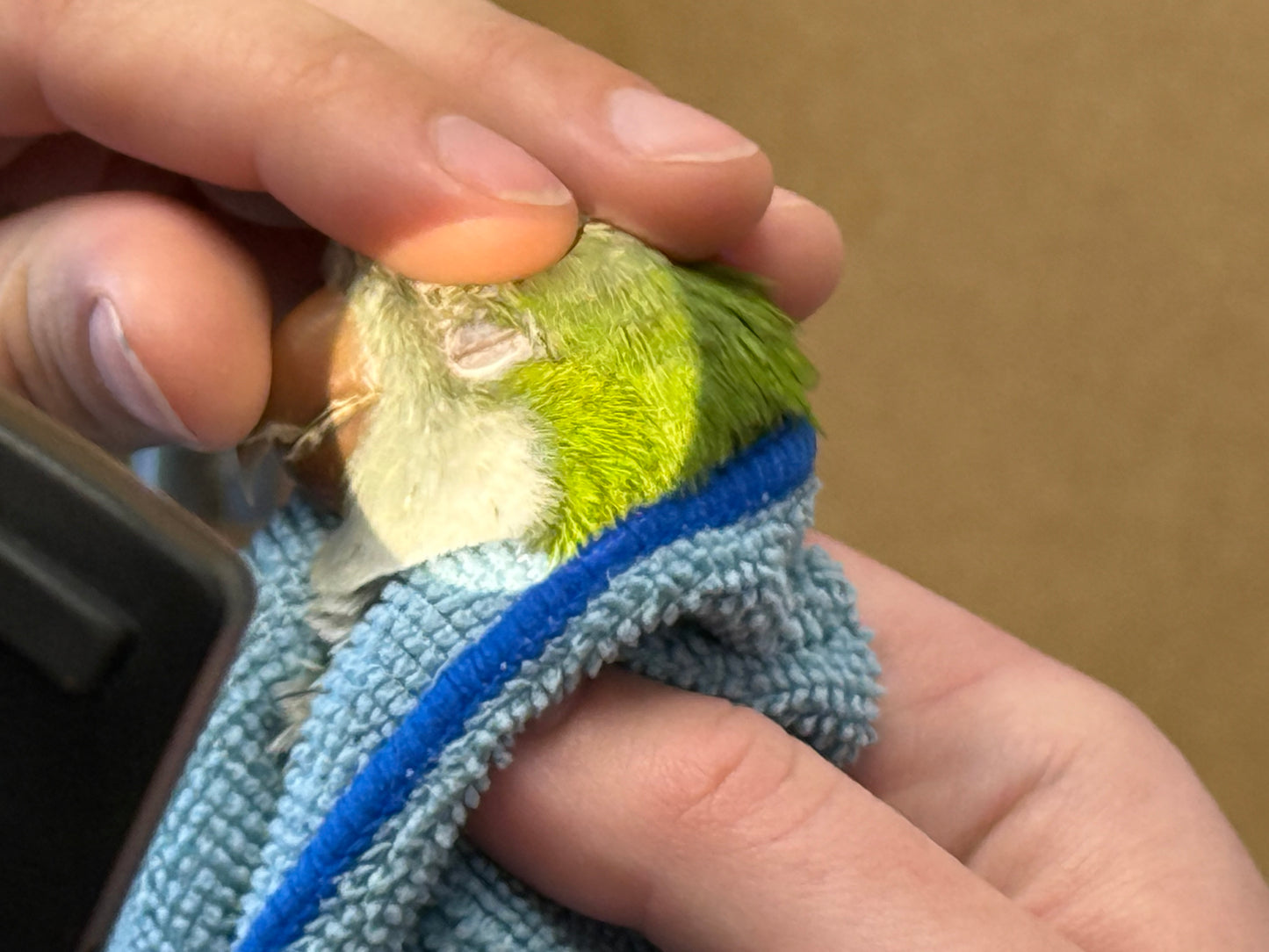 Olive the Quaker Parrot Sponsorship