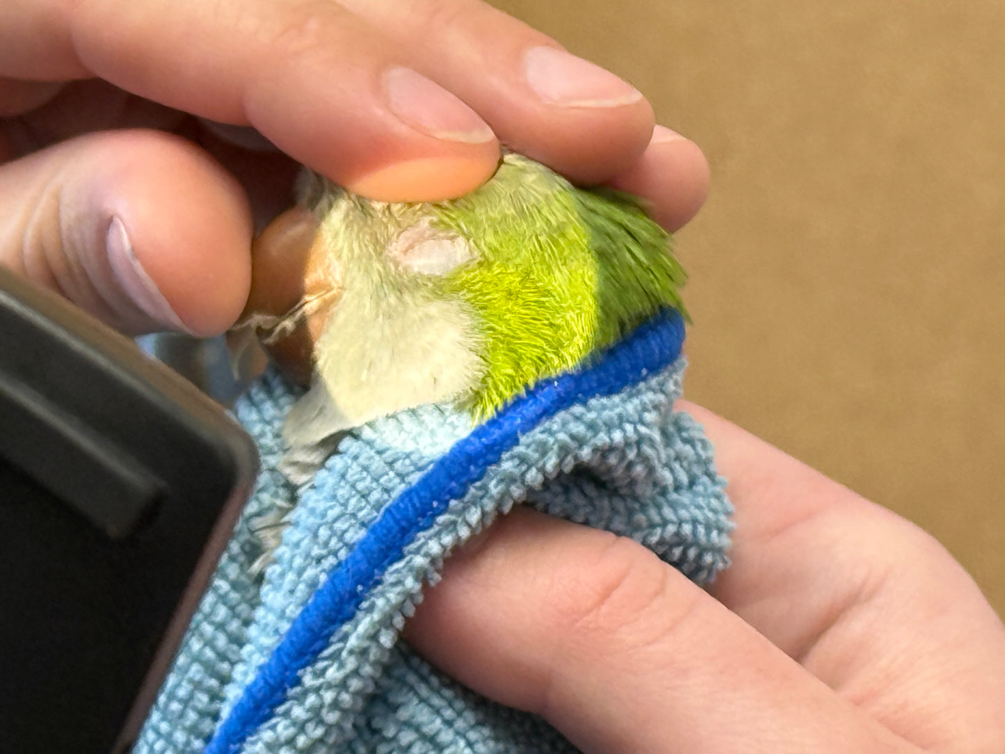 Olive the Quaker Parrot Sponsorship