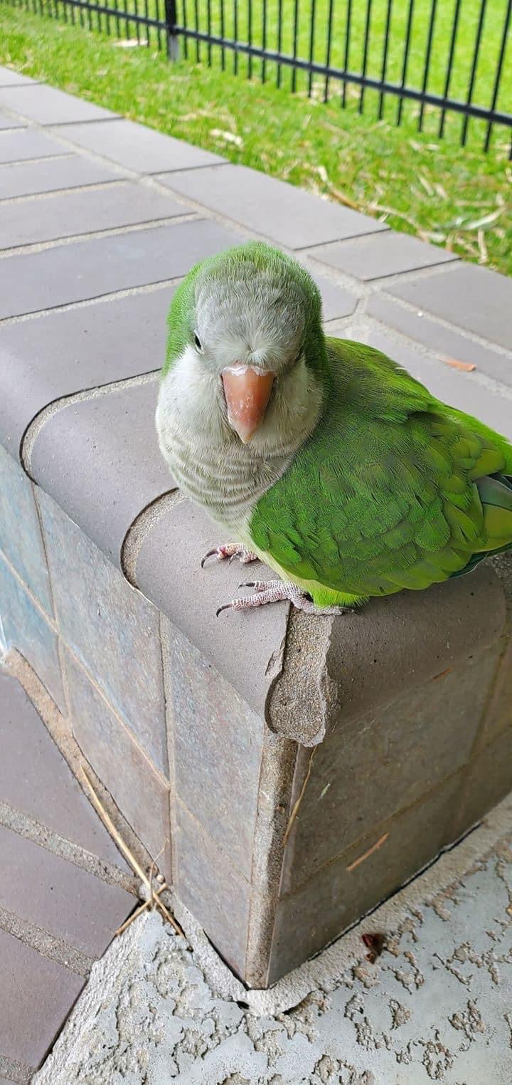 Hei Hei the Quaker Parrot Sponsorship