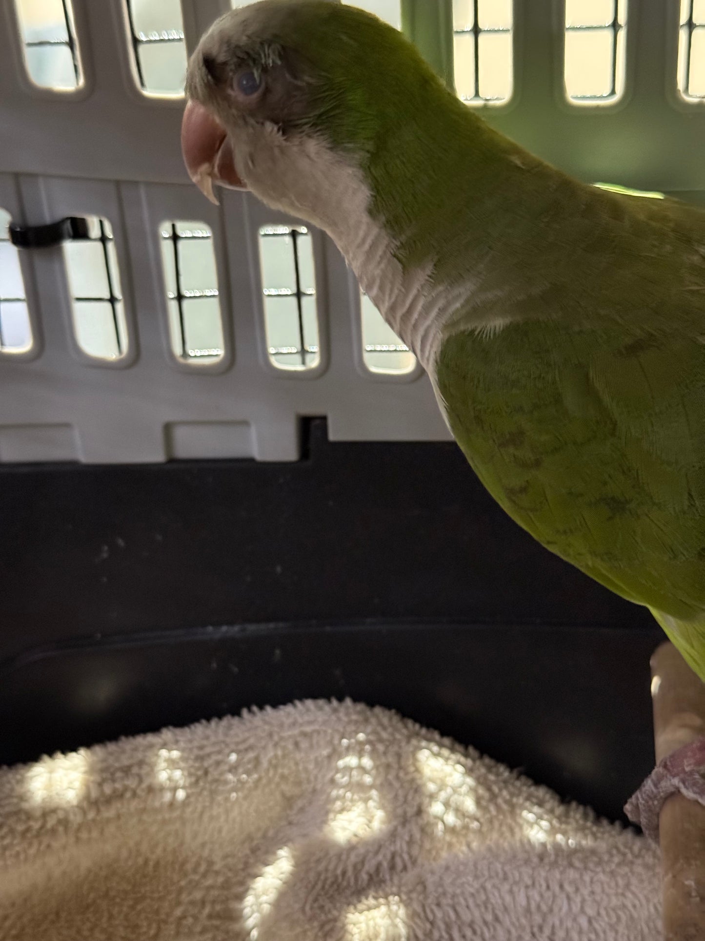 Olive the Quaker Parrot Sponsorship
