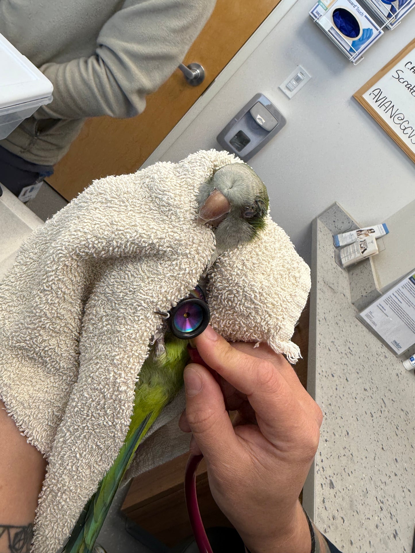 Olive the Quaker Parrot Sponsorship