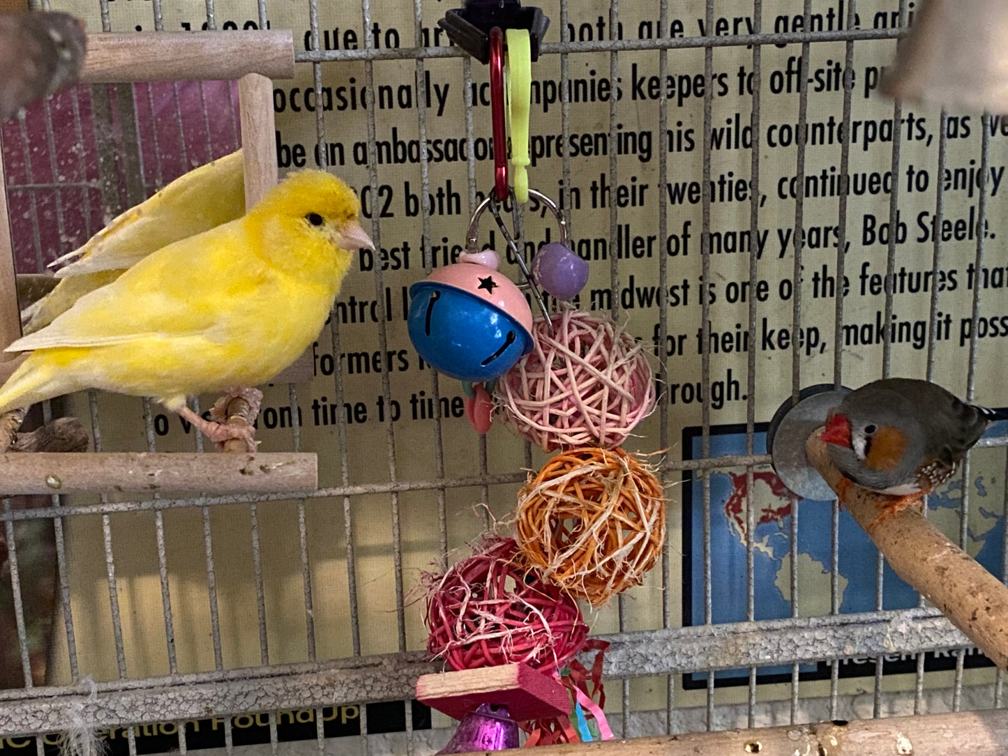 Ellie the Canary Sponsorship