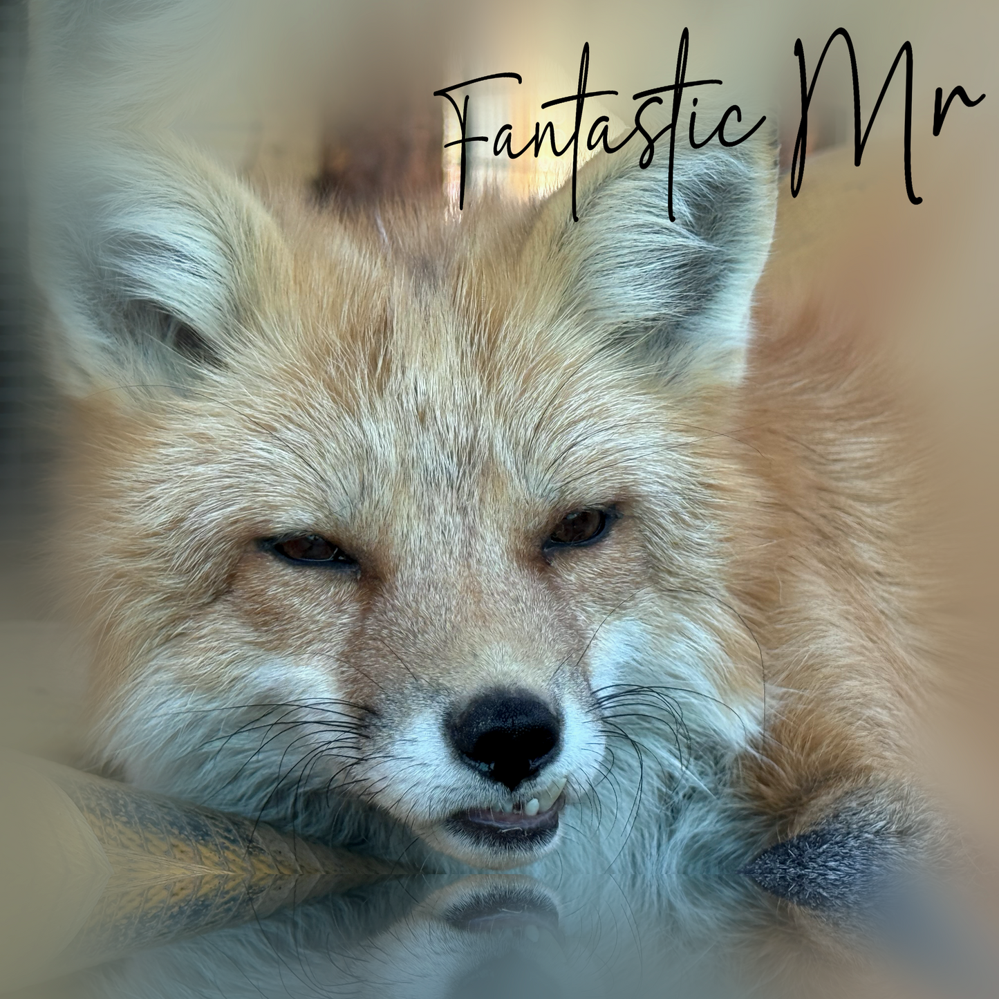 For Fox Sake Campaign Sponsorship